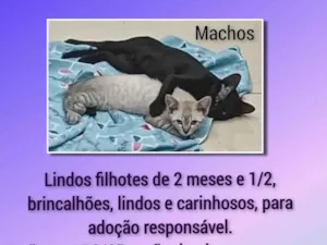 Gato raça SRD-ViraLata idade 2 a 6 meses nome Filhotes