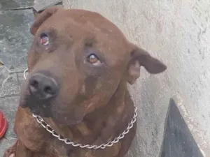 Cachorro raça SRD-ViraLata idade 5 anos nome Toro