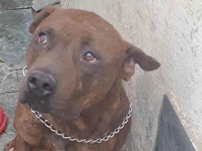 Cachorro ra a SRD-ViraLata idade 5 anos nome Toro