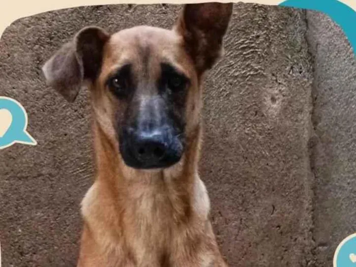 Cachorro ra a Pastor Alemão idade 1 ano nome Harif