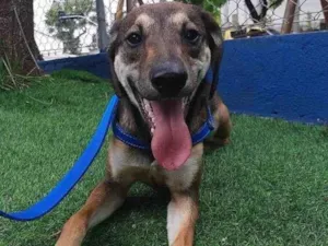 Cachorro raça SRD-ViraLata idade 7 a 11 meses nome Gauss