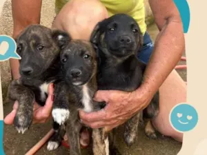 Cachorro raça SRD-ViraLata idade 2 a 6 meses nome Fofuras