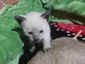 Gato raça Siamês idade Abaixo de 2 meses nome Mona