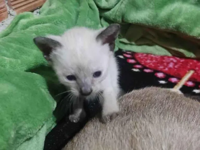 Gato ra a Siamês idade Abaixo de 2 meses nome Mona