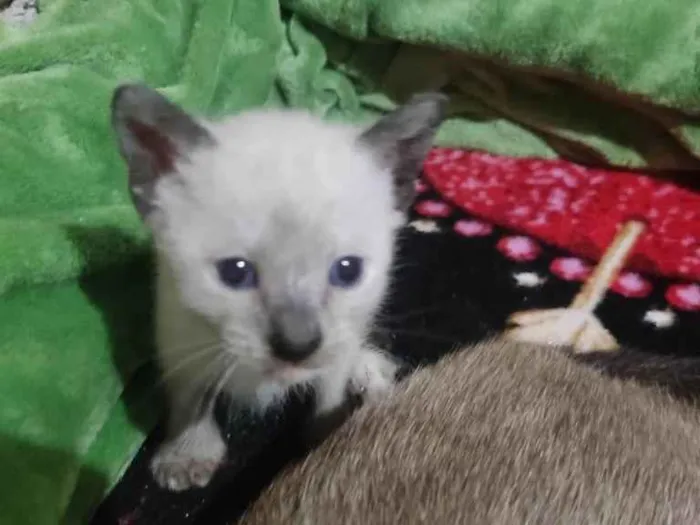 Gato ra a Siamês idade Abaixo de 2 meses nome Mona