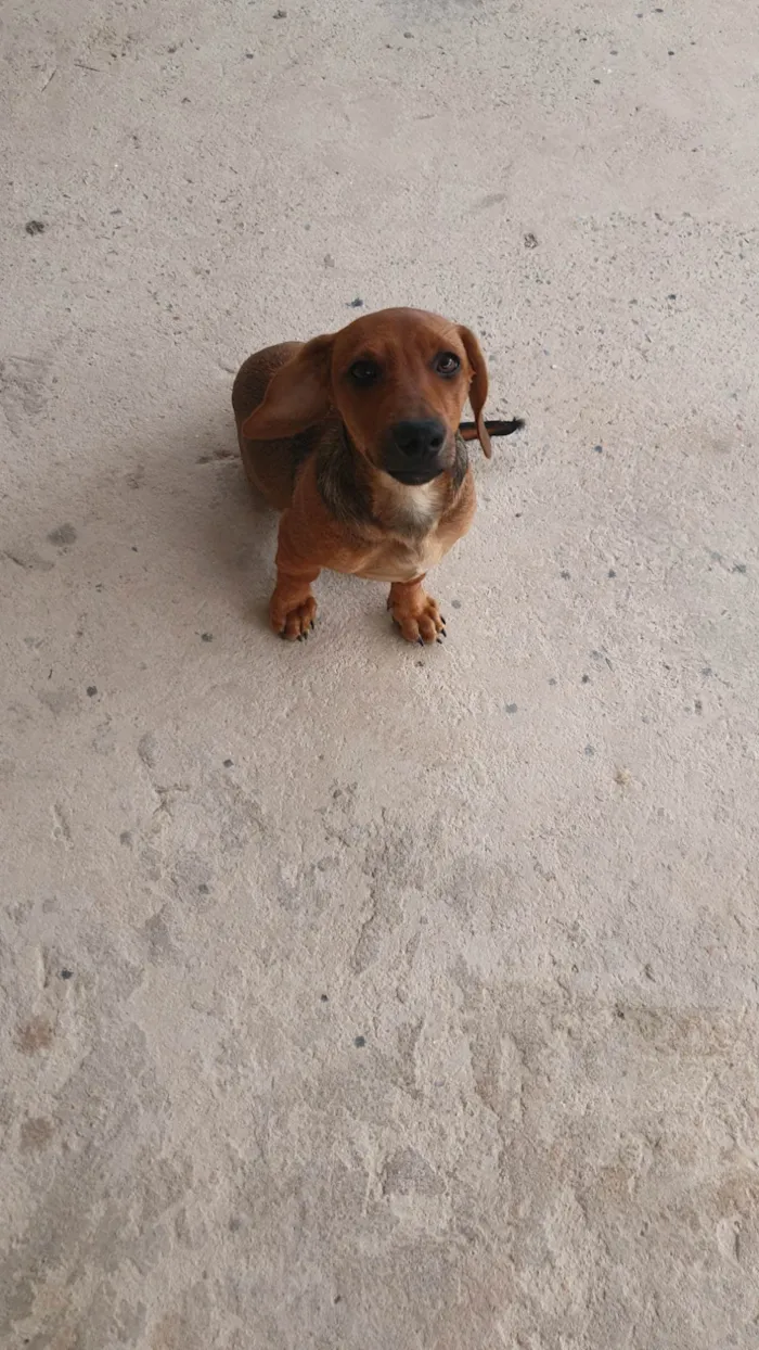 Cachorro ra a SRD-ViraLata idade 2 a 6 meses nome DEBORAH FERNANDA