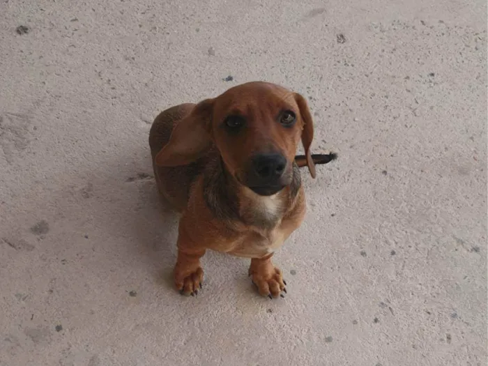 Cachorro ra a SRD-ViraLata idade 2 a 6 meses nome DEBORAH FERNANDA