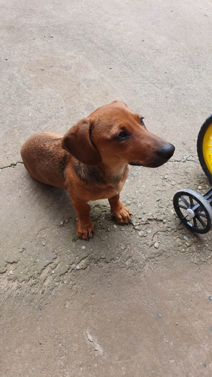 Cachorro ra a SRD-ViraLata idade 2 a 6 meses nome DEBORAH FERNANDA