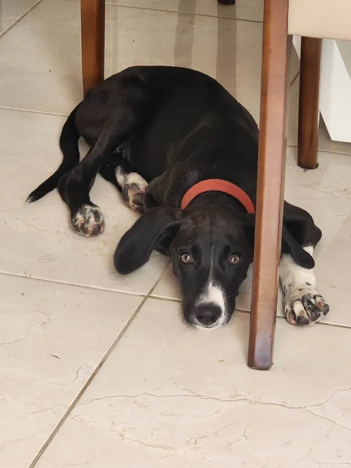 Cachorro ra a SRD-ViraLata idade 2 a 6 meses nome Tuba