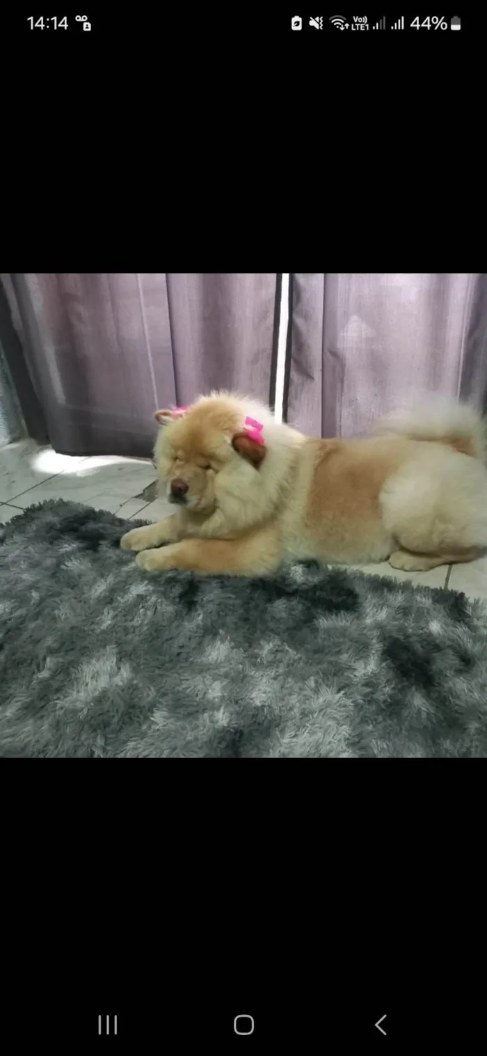 Cachorro ra a Chow Chow idade 3 anos nome Perla 