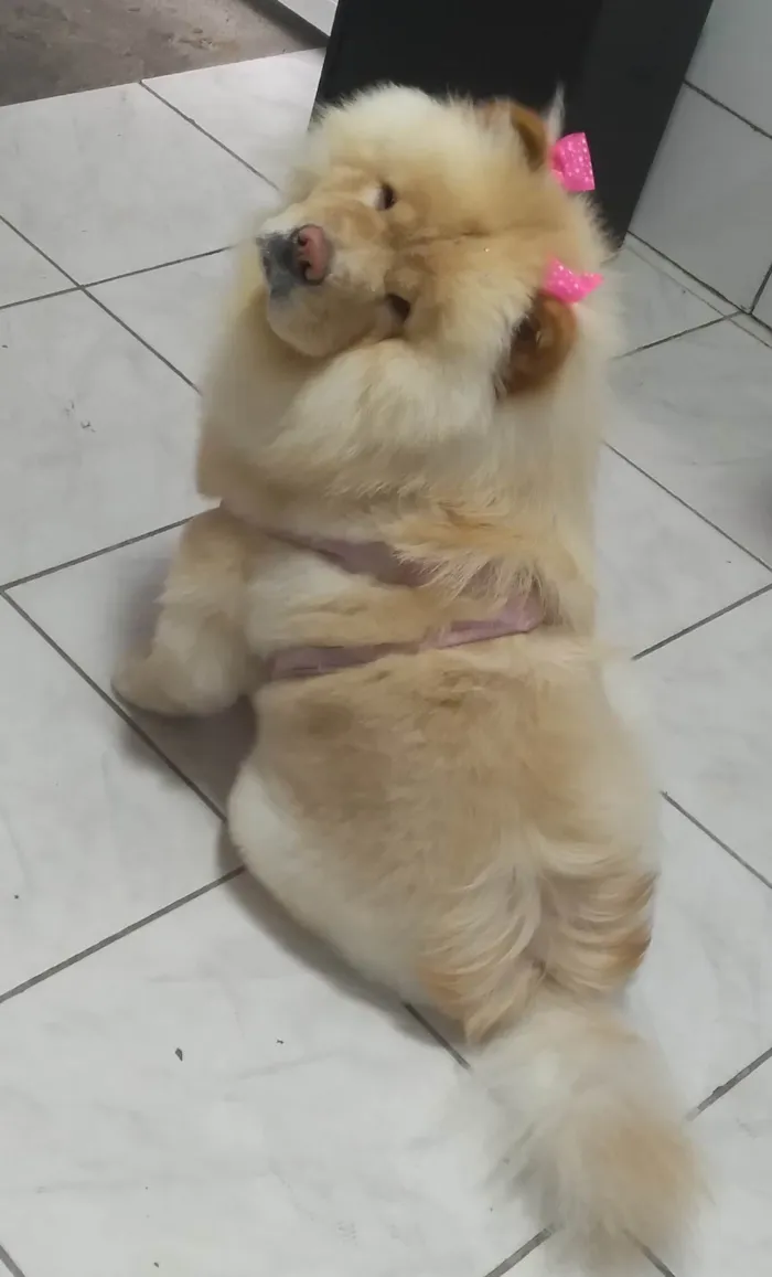 Cachorro ra a Chow Chow idade 3 anos nome Perla 