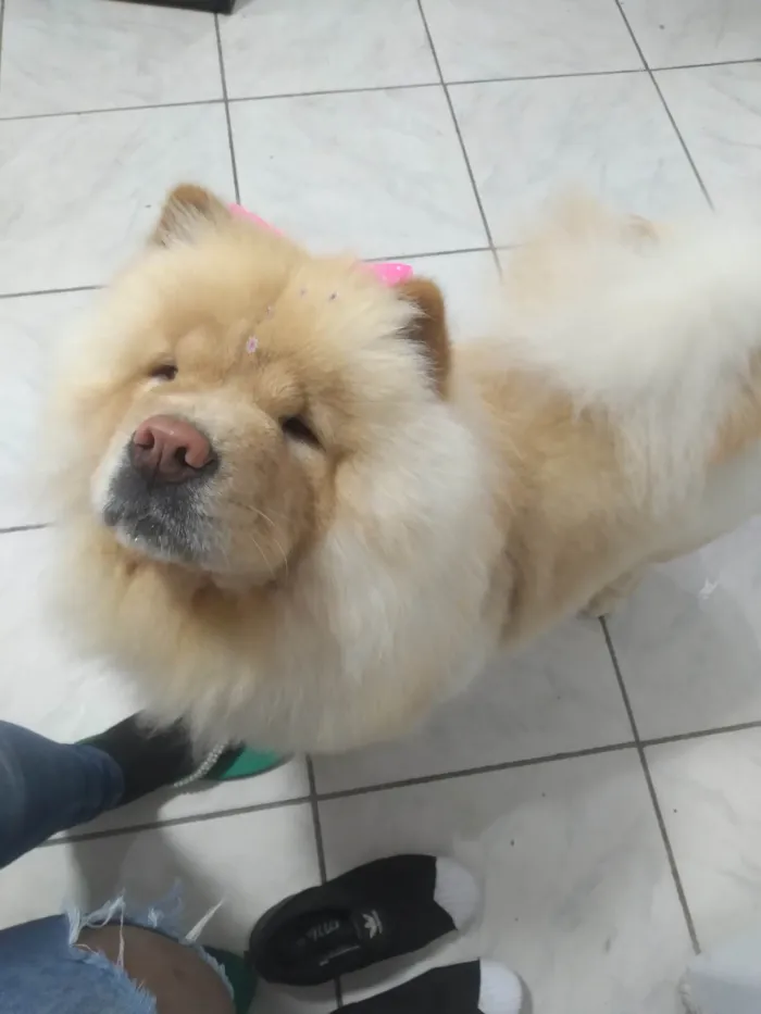 Cachorro ra a Chow Chow idade 3 anos nome Perla 