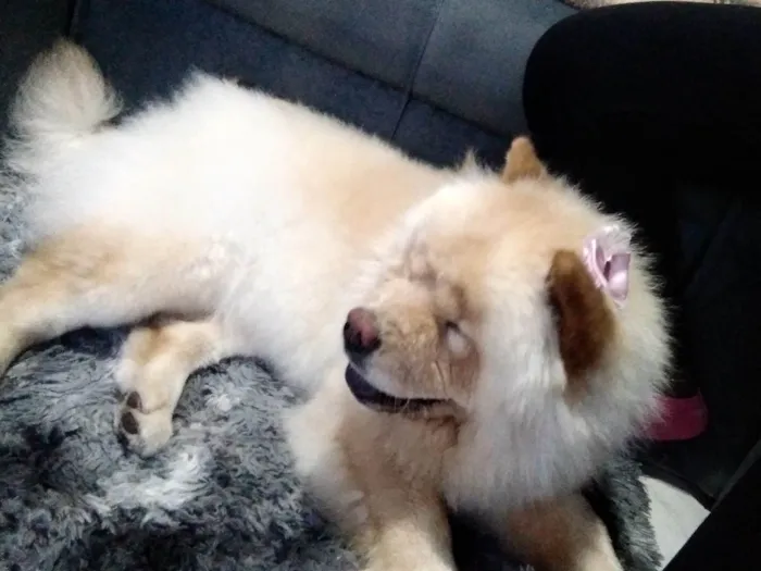 Cachorro ra a Chow Chow idade 3 anos nome Perla 