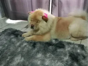 Cachorro raça Chow Chow idade 3 anos nome Perla 