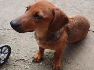 Cachorro raça SRD-ViraLata idade 2 a 6 meses nome DEBORAH FERNANDA