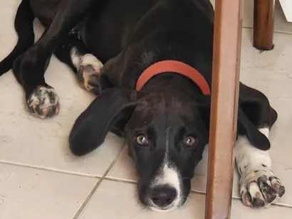 Cachorro raça SRD-ViraLata idade 2 a 6 meses nome Tuba