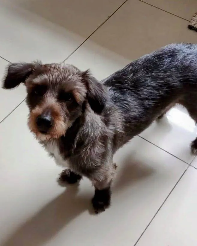 Cachorro ra a SRD-ViraLata idade 1 ano nome Pedro