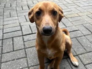 Cachorro raça SRD-ViraLata idade 7 a 11 meses nome Fido