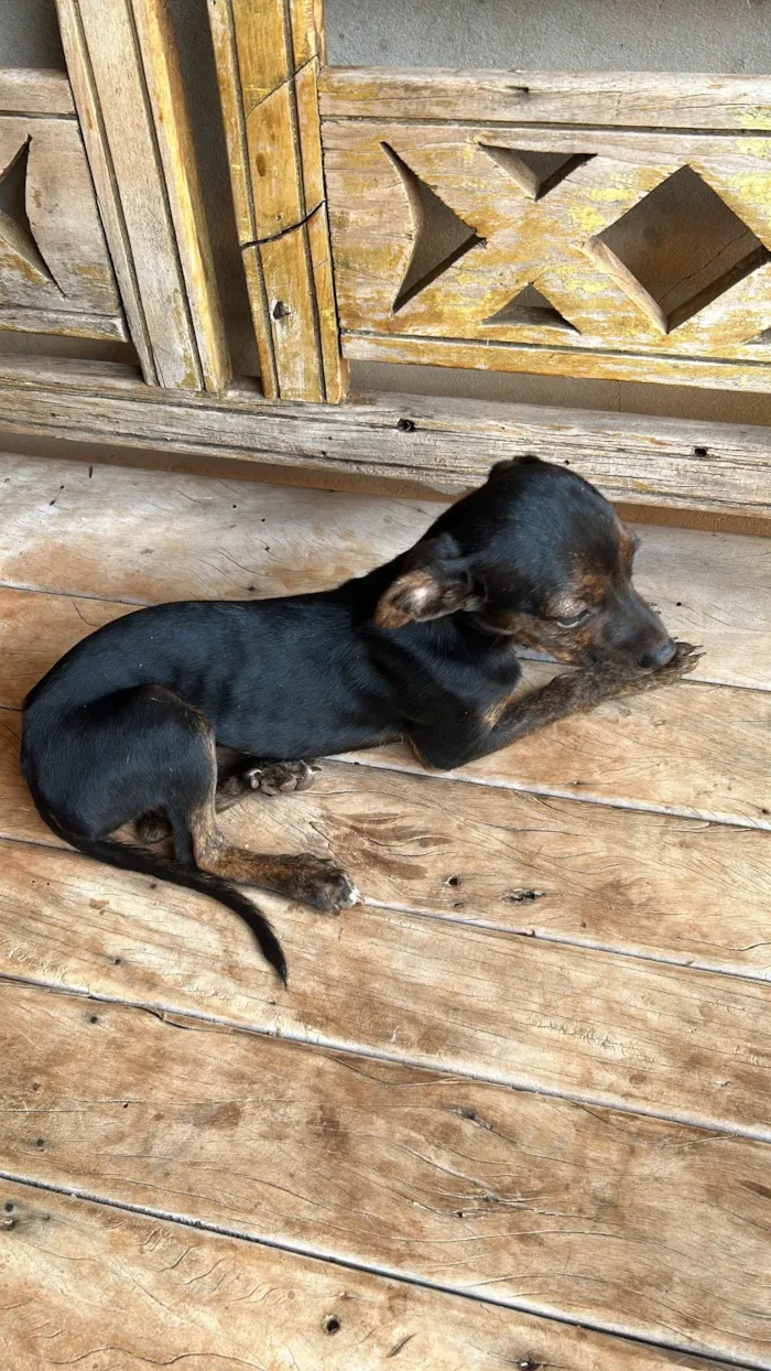 Cachorro ra a Pinscher idade 7 a 11 meses nome Julyene Galvan Pereira