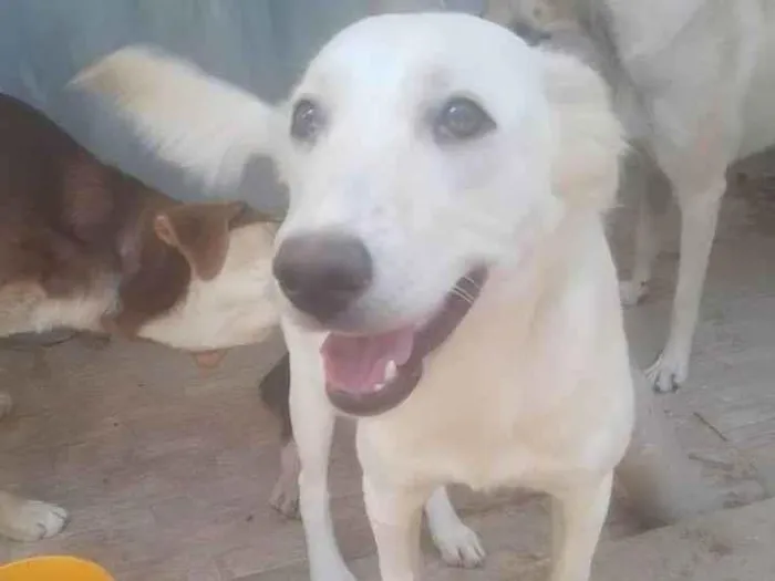 Cachorro ra a Basset-Cofap idade 1 ano nome Luna