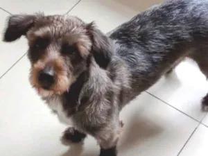 Cachorro raça SRD-ViraLata idade 1 ano nome Pedro