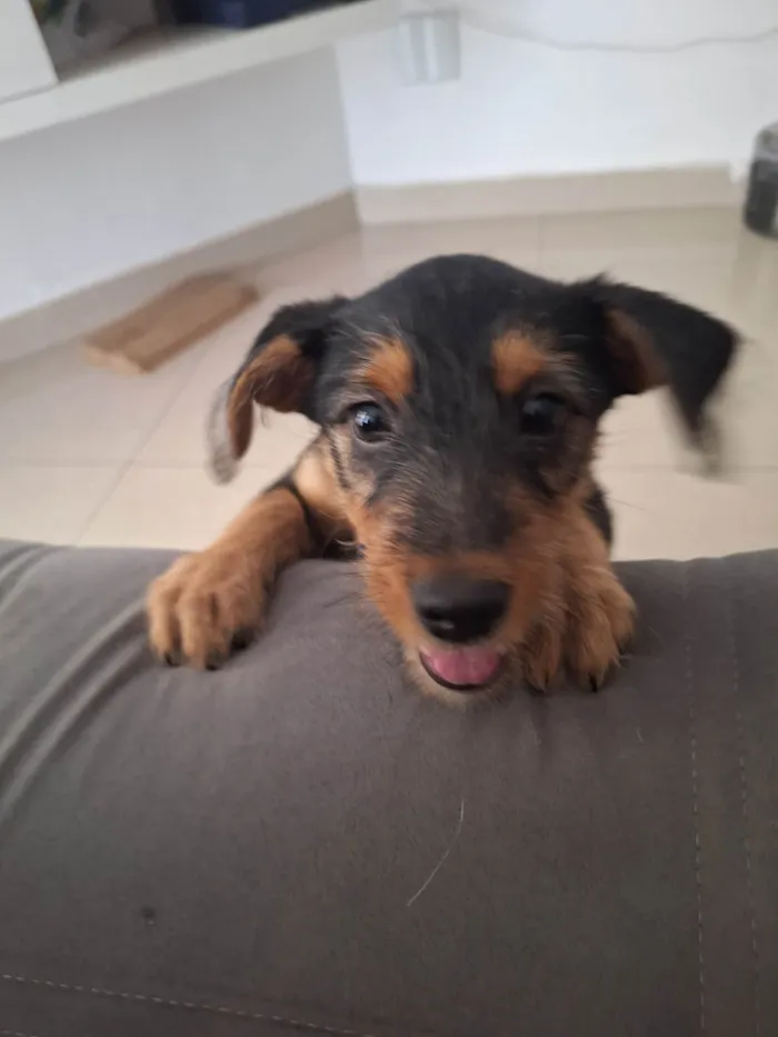 Cachorro ra a SRD-ViraLata idade 2 a 6 meses nome Zuko