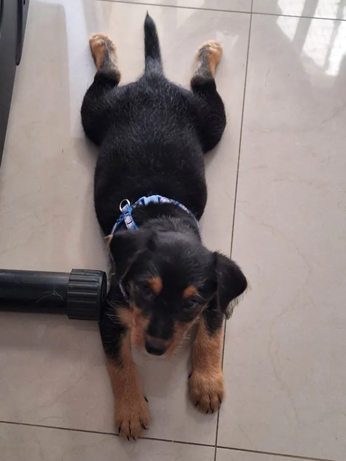 Cachorro ra a SRD-ViraLata idade 2 a 6 meses nome Zuko