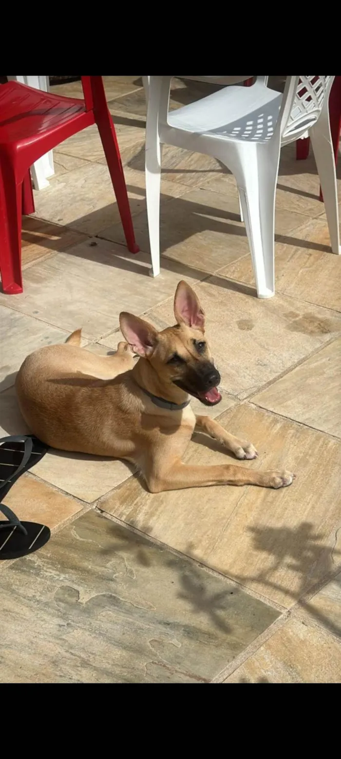 Cachorro ra a SRD-ViraLata idade 7 a 11 meses nome Nina