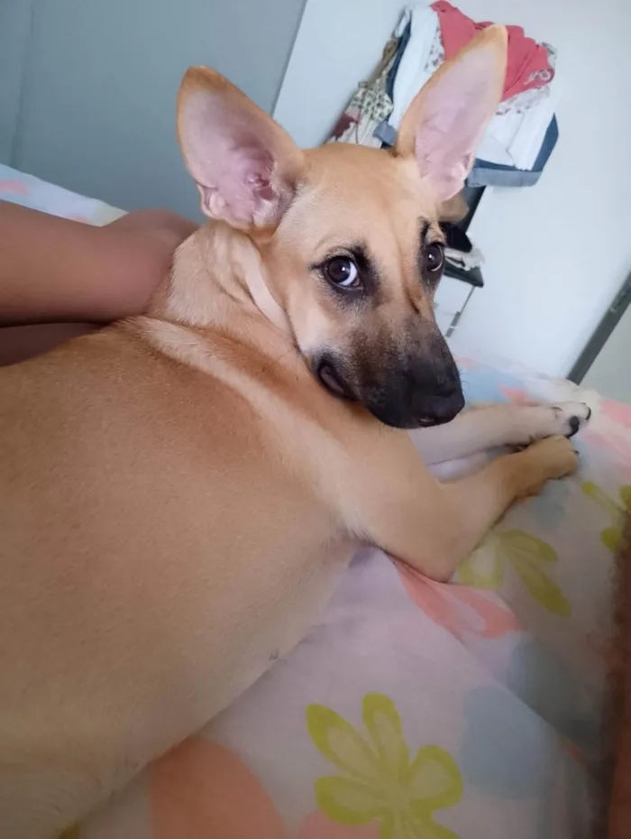 Cachorro ra a SRD-ViraLata idade 7 a 11 meses nome Nina