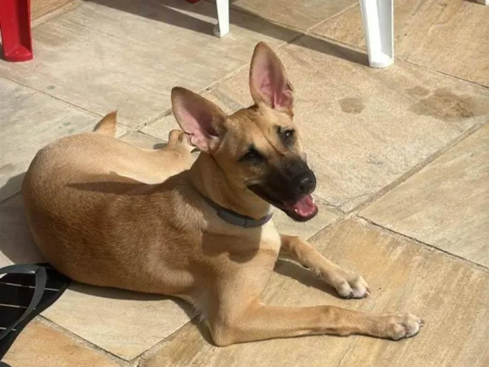 Cachorro ra a SRD-ViraLata idade 7 a 11 meses nome Nina