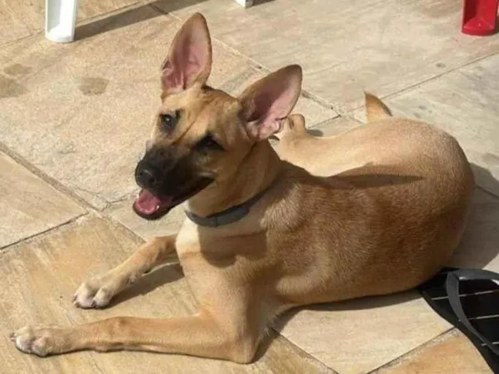 Cachorro ra a SRD-ViraLata idade 7 a 11 meses nome Nina