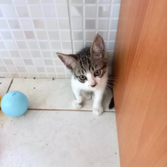 Gato ra a SRD-ViraLata idade 2 a 6 meses nome Bonbon 2meses 