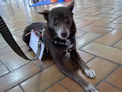 Cachorro raça SRD-ViraLata idade 3 anos nome Thor