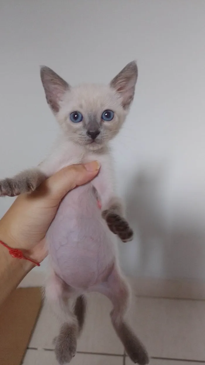 Gato ra a Siamês idade Abaixo de 2 meses nome s/nome