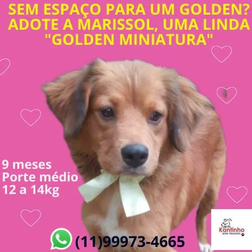 Cachorro ra a SRD-ViraLata idade 7 a 11 meses nome Marissol 