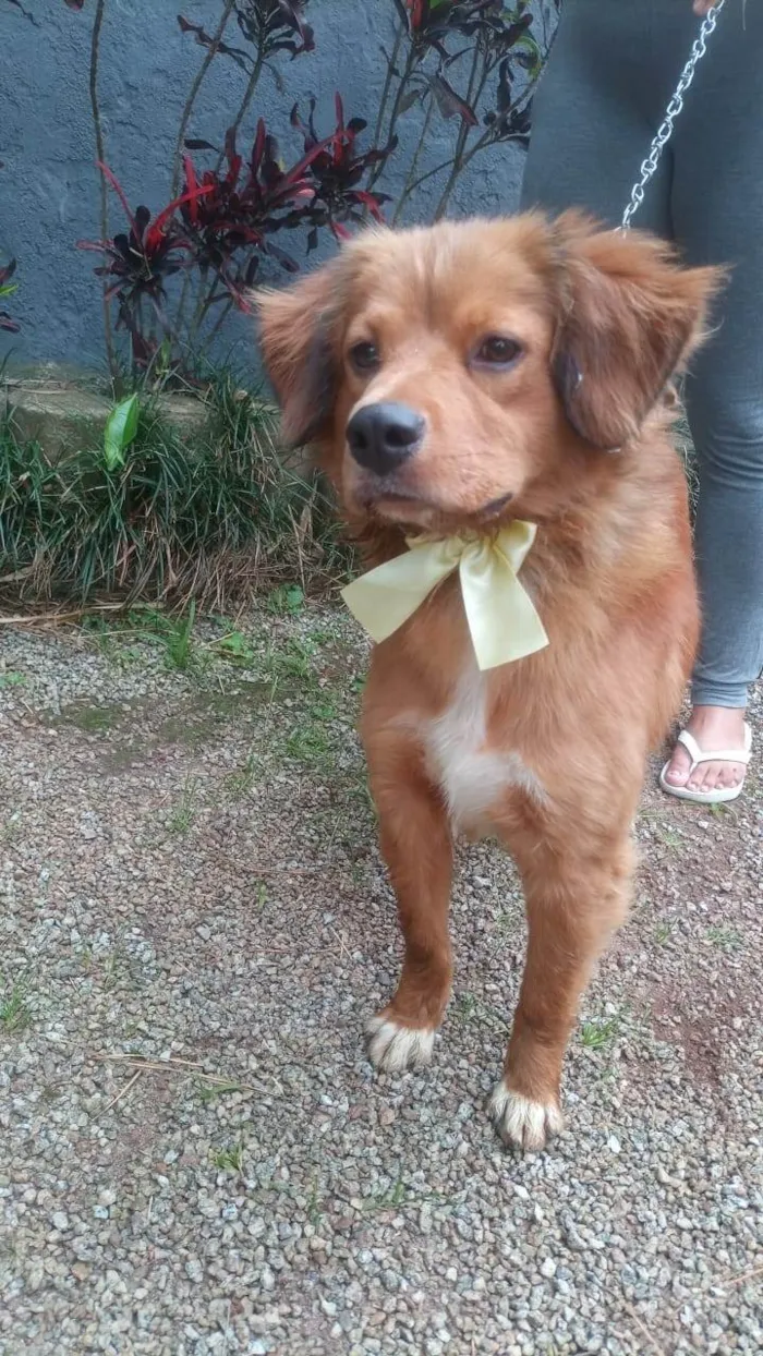 Cachorro ra a SRD-ViraLata idade 7 a 11 meses nome Marissol 