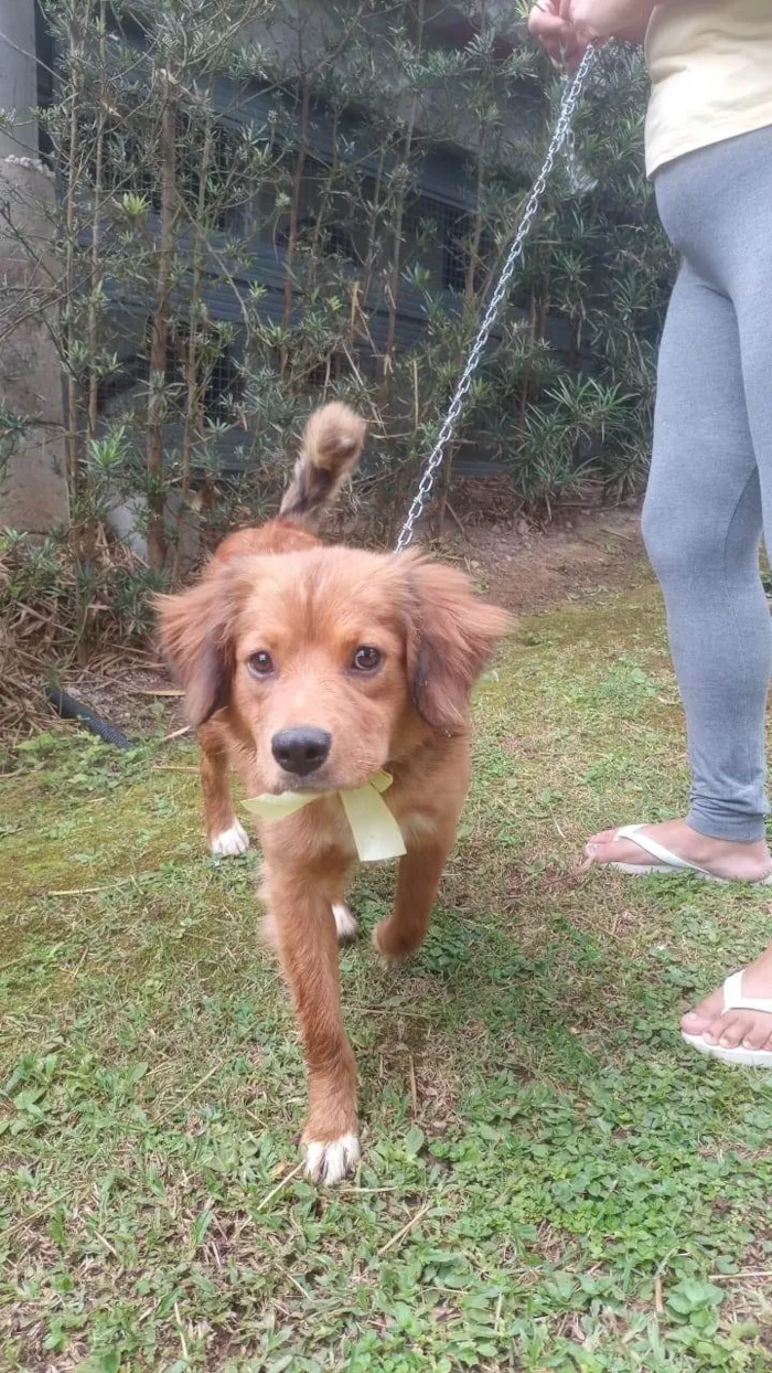 Cachorro ra a SRD-ViraLata idade 7 a 11 meses nome Marissol 