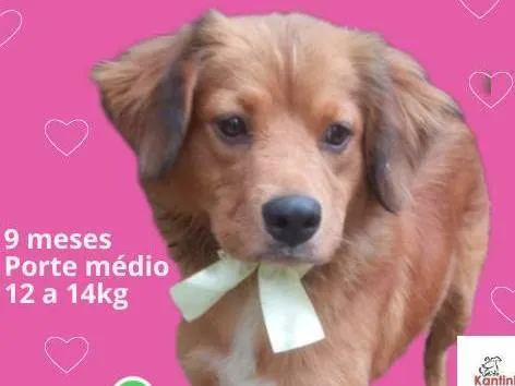 Cachorro ra a SRD-ViraLata idade 7 a 11 meses nome Marissol 