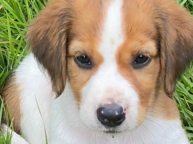 Cachorro ra a SRD-ViraLata idade Abaixo de 2 meses nome Jule