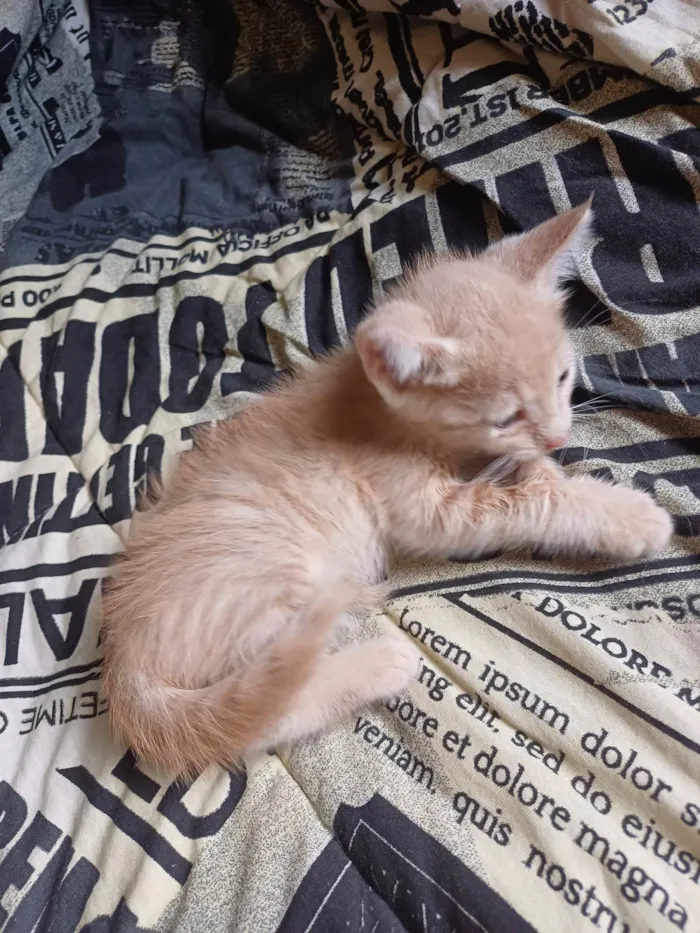 Gato ra a SRD-ViraLata idade Abaixo de 2 meses nome Raríssima fêmea caramelo