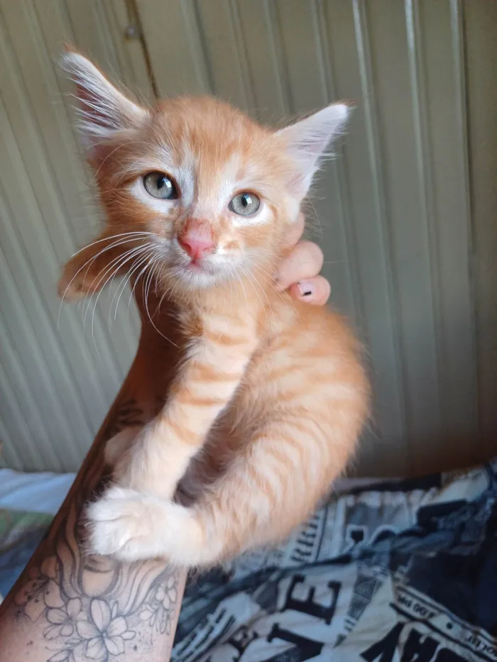 Gato ra a Persa idade Abaixo de 2 meses nome Laranja peludo adocao