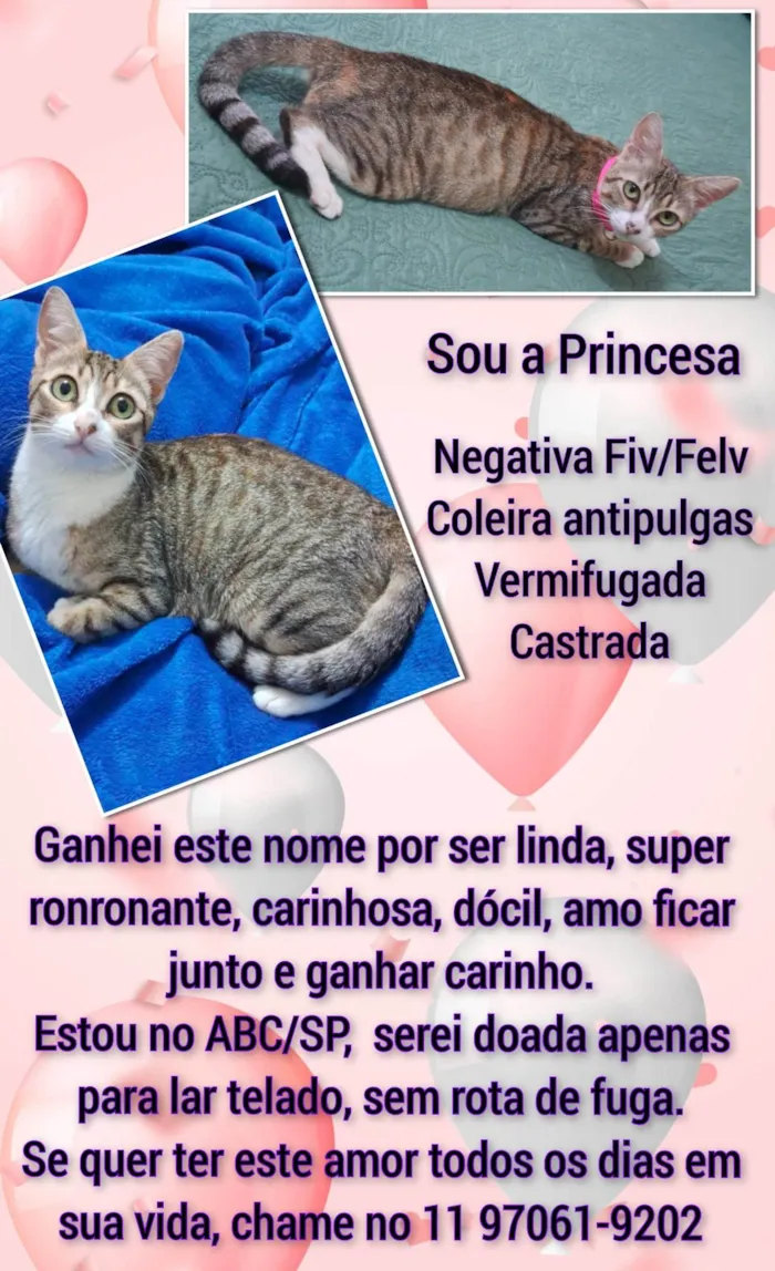 Gato ra a SRD-ViraLata idade 1 ano nome Princesa