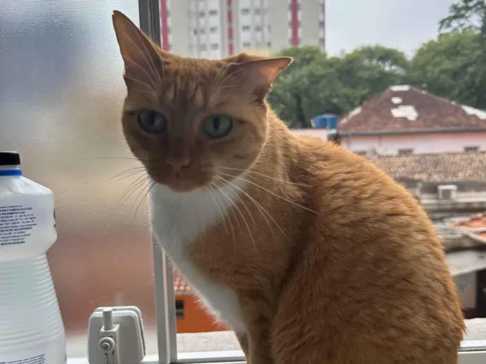 Gato ra a SRD-ViraLata idade 4 anos nome Amora