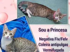 Gato raça SRD-ViraLata idade 1 ano nome Princesa