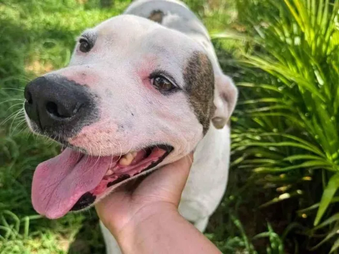 Cachorro ra a Pit-Bull idade 2 anos nome Theo 