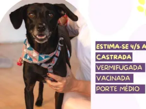 Cachorro raça SRD-ViraLata idade 6 ou mais anos nome Tatiane