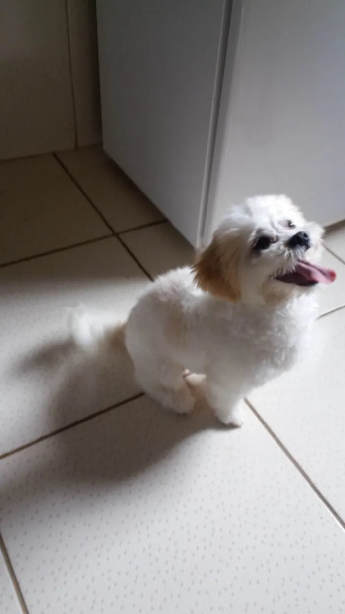 Cachorro ra a Lhasa Apso idade 6 ou mais anos nome Lhasa Apso para adoção responsavel