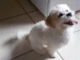 Lhasa Apso para adoção responsavel