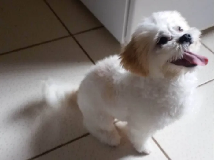 Cachorro ra a Lhasa Apso idade 6 ou mais anos nome Lhasa Apso para adoção responsavel