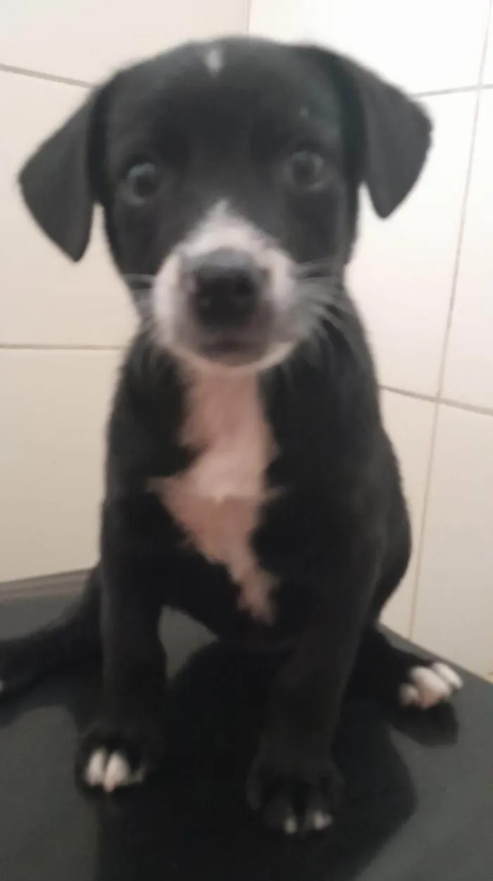 Cachorro ra a SRD-ViraLata idade Abaixo de 2 meses nome Mavi